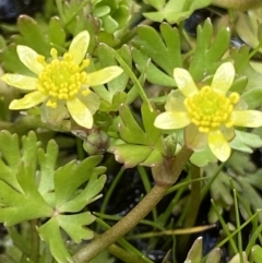 Ranunculus amphitrichus (Small River Buttercup) at Gibraltar Pines - 22 Oct 2021 by RAllen