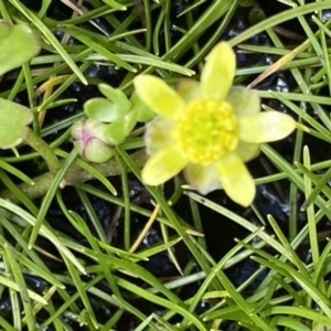 Ranunculus amphitrichus at Paddys River, ACT - 22 Oct 2021 01:47 PM