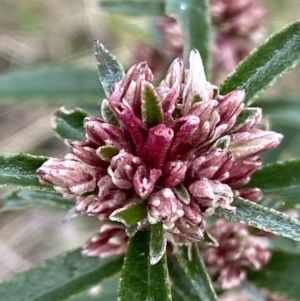 Olearia erubescens at Cotter River, ACT - 22 Oct 2021