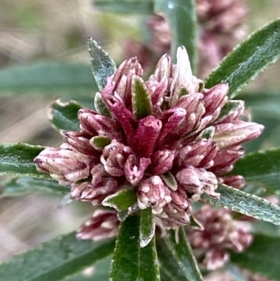 Olearia erubescens (Silky Daisybush) at Cotter River, ACT - 22 Oct 2021 by RAllen