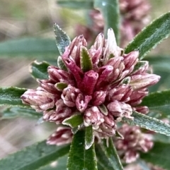 Olearia erubescens (Silky Daisybush) at Cotter River, ACT - 22 Oct 2021 by RAllen