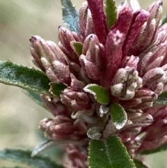 Olearia erubescens at Cotter River, ACT - 22 Oct 2021