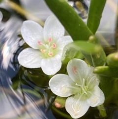 Montia australasica (White Purslane) at Paddys River, ACT - 22 Oct 2021 by RAllen