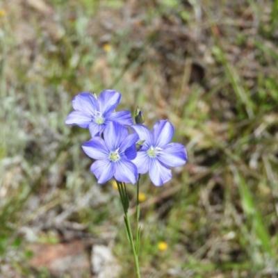 Linum marginale (Native Flax) at Mount Taylor - 24 Oct 2021 by MatthewFrawley