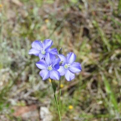 Linum marginale (Native Flax) at Kambah, ACT - 24 Oct 2021 by MatthewFrawley