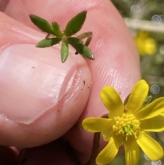 Ranunculus amphitrichus (Small River Buttercup) at Paddys River, ACT - 22 Oct 2021 by RAllen