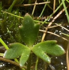 Ranunculus amphitrichus at Paddys River, ACT - 22 Oct 2021