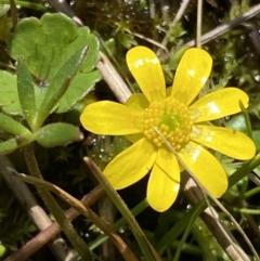 Ranunculus amphitrichus at Paddys River, ACT - 22 Oct 2021