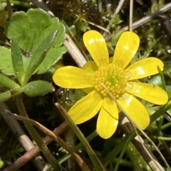 Ranunculus amphitrichus at Paddys River, ACT - 22 Oct 2021 02:10 PM
