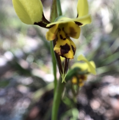 Diuris sulphurea (Tiger Orchid) at Dunlop, ACT - 24 Oct 2021 by JasonC