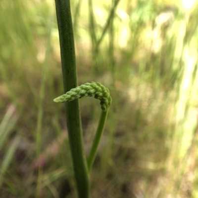 Microtis sp. (Onion Orchid) at Wallaroo, NSW - 25 Oct 2021 by JasonC