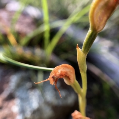 Oligochaetochilus sp. (A Rustyhood Orchid) at Wallaroo, NSW - 24 Oct 2021 by JasonC