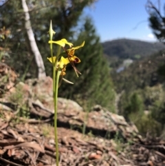 Diuris sulphurea (Tiger Orchid) at Wallaroo, NSW - 25 Oct 2021 by JasonC