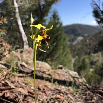 Diuris sulphurea (Tiger Orchid) at Wallaroo, NSW - 24 Oct 2021 by JasonC