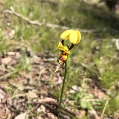 Diuris sulphurea at Wallaroo, NSW - 25 Oct 2021