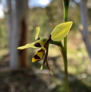 Diuris sulphurea at Wallaroo, NSW - 25 Oct 2021