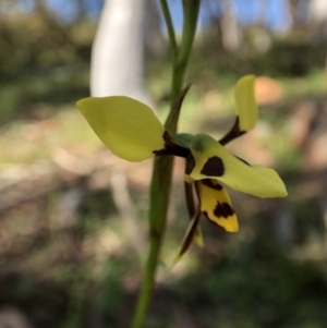 Diuris sulphurea at Wallaroo, NSW - 25 Oct 2021