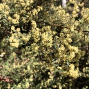 Pomaderris angustifolia at Wallaroo, NSW - 25 Oct 2021