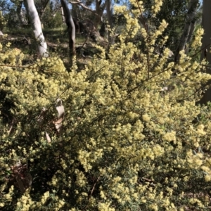 Pomaderris angustifolia at Wallaroo, NSW - 25 Oct 2021