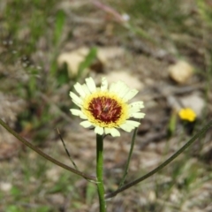 Tolpis barbata (Yellow Hawkweed) at Mount Taylor - 24 Oct 2021 by MatthewFrawley