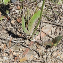 Tolpis barbata at Kambah, ACT - 24 Oct 2021