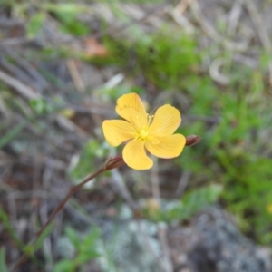 Hypericum gramineum at Kambah, ACT - 24 Oct 2021