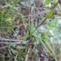 Hypericum gramineum at Kambah, ACT - 24 Oct 2021