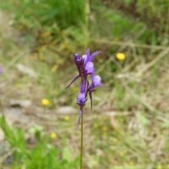 Linaria pelisseriana (Pelisser's Toadflax) at Mount Taylor - 24 Oct 2021 by MatthewFrawley