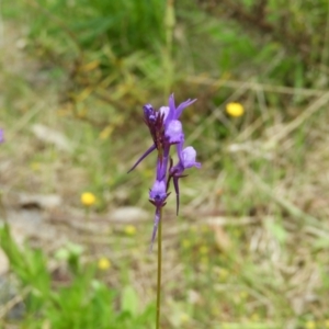 Linaria pelisseriana at Kambah, ACT - 24 Oct 2021 12:18 PM