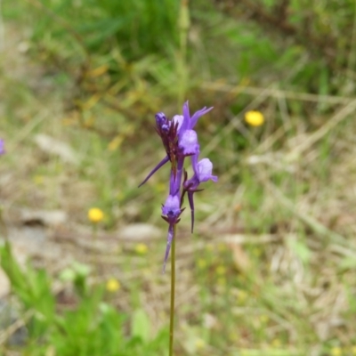 Linaria pelisseriana (Pelisser's Toadflax) at Mount Taylor - 24 Oct 2021 by MatthewFrawley