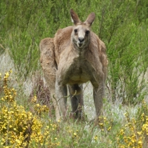 Macropus giganteus at Kambah, ACT - 24 Oct 2021 12:37 PM