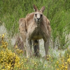 Macropus giganteus (Eastern Grey Kangaroo) at Kambah, ACT - 24 Oct 2021 by MatthewFrawley