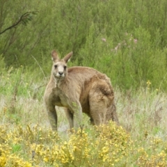 Macropus giganteus at Kambah, ACT - 24 Oct 2021 12:37 PM