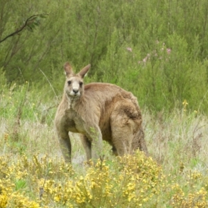 Macropus giganteus at Kambah, ACT - 24 Oct 2021 12:37 PM