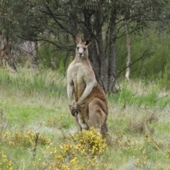 Macropus giganteus at Kambah, ACT - 24 Oct 2021 12:37 PM