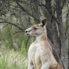 Macropus giganteus at Kambah, ACT - 24 Oct 2021 12:37 PM