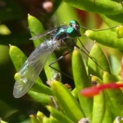 Austrosciapus sp. (genus) (Long-legged fly) at Braemar, NSW - 25 Oct 2021 by Curiosity