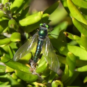 Austrosciapus sp. (genus) at Braemar, NSW - 25 Oct 2021