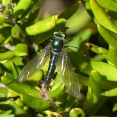 Austrosciapus sp. (genus) at Braemar, NSW - 25 Oct 2021