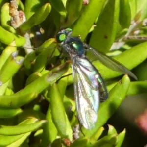 Austrosciapus sp. (genus) at Braemar, NSW - 25 Oct 2021