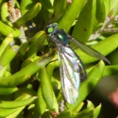 Austrosciapus sp. (genus) at Braemar, NSW - 25 Oct 2021