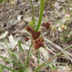 Luzula densiflora (Dense Wood-rush) at Mount Taylor - 24 Oct 2021 by MatthewFrawley