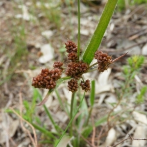 Luzula densiflora at Kambah, ACT - 24 Oct 2021