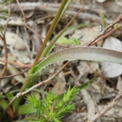 Luzula densiflora at Kambah, ACT - 24 Oct 2021