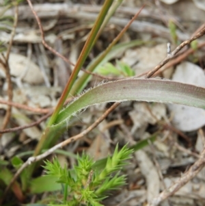 Luzula densiflora at Kambah, ACT - 24 Oct 2021 12:21 PM