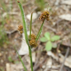 Luzula densiflora at Kambah, ACT - 24 Oct 2021