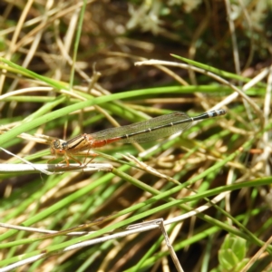 Xanthagrion erythroneurum at Kambah, ACT - 24 Oct 2021