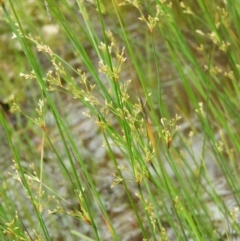 Juncus remotiflorus (Diffuse Rush) at Kambah, ACT - 24 Oct 2021 by MatthewFrawley