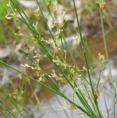 Juncus remotiflorus at Kambah, ACT - 24 Oct 2021