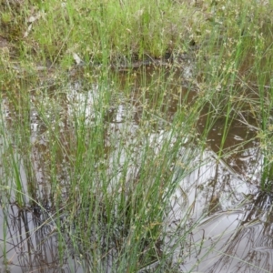 Juncus remotiflorus at Kambah, ACT - 24 Oct 2021 12:52 PM